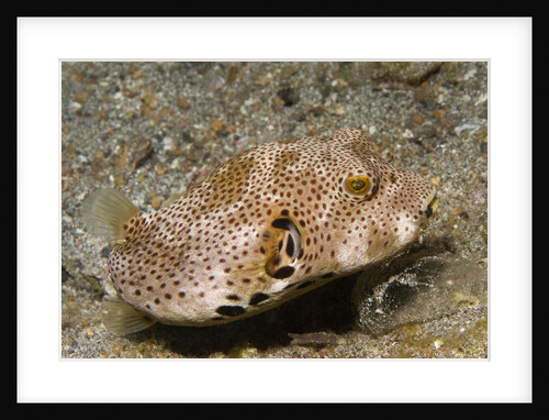 Star Puffeer older juvenile by Anonymous