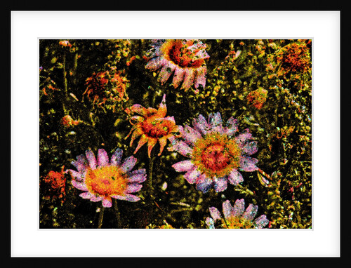 Daisies by Anonymous