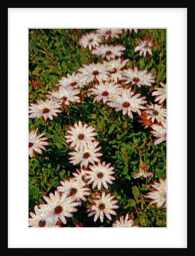 Daisies by Anonymous