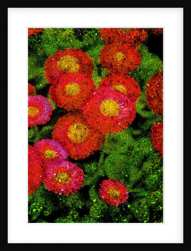 Flowers by Anonymous