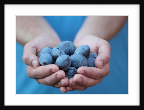 Man in blue t-shirt holds plum fruits in his palms by Anonymous