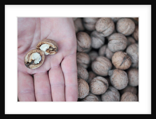 Man holds a broken up walnut over mass of walnuts by Anonymous