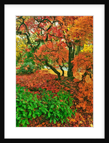 Lace leaf Japanese maple and red maple trees in garden in Portland, Oregon by Anonymous