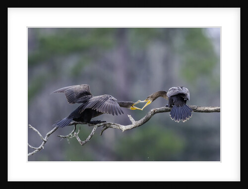 Double-crested Cormorant by Anonymous