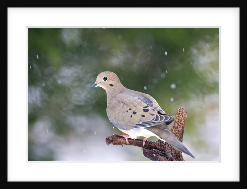 Mouring Dove by Anonymous