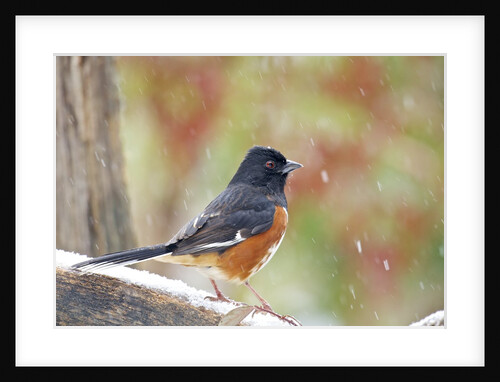 Rufous Towhee (Eastern Towhee) by Anonymous