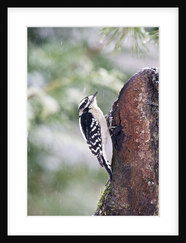 Downy Woodpecker by Anonymous