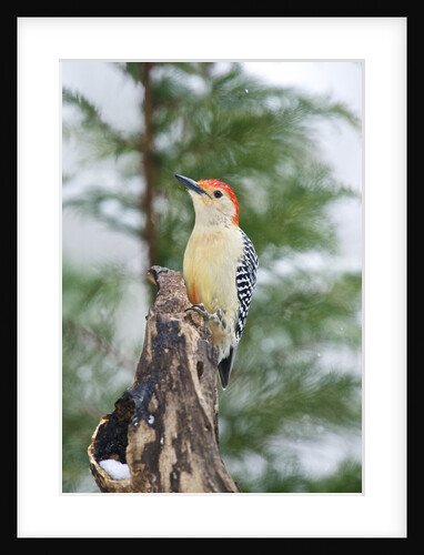 Red-bellied Woodpecker by Anonymous