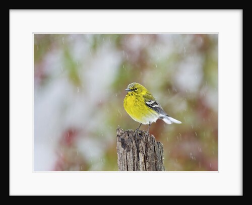 Pine Warbler by Anonymous