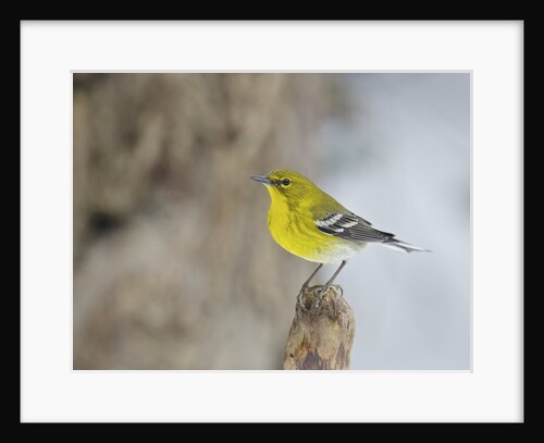 Pine Warbler by Anonymous