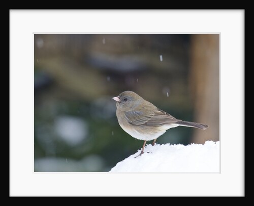Dark-eyed Junco by Anonymous