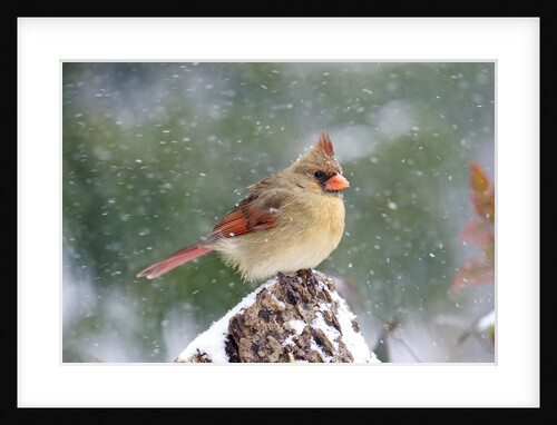 Northern Cardinal by Anonymous