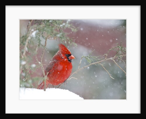 Northern Cardinal by Anonymous