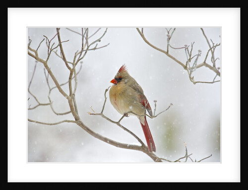 Northern Cardinal by Anonymous