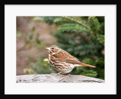 Fox Sparrow by Anonymous