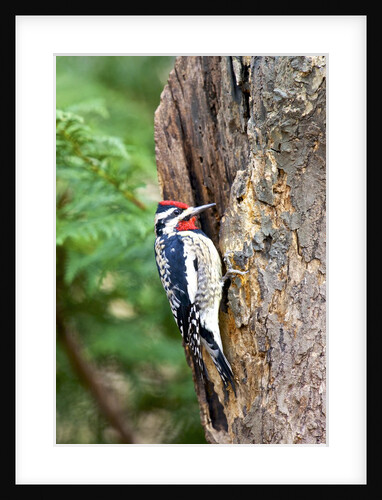 Yellow-bellied Sapsucker by Anonymous