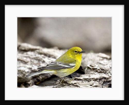 Pine Warbler by Anonymous