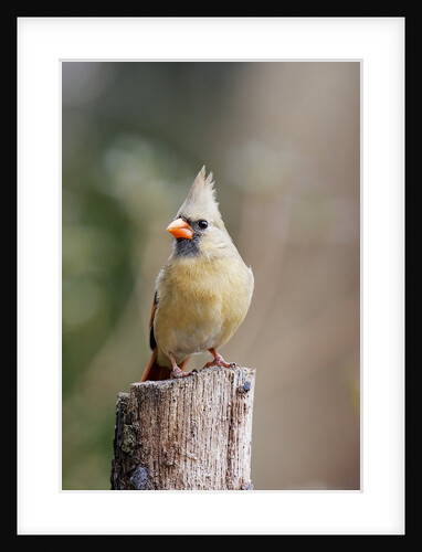 Northern Cardinal by Anonymous