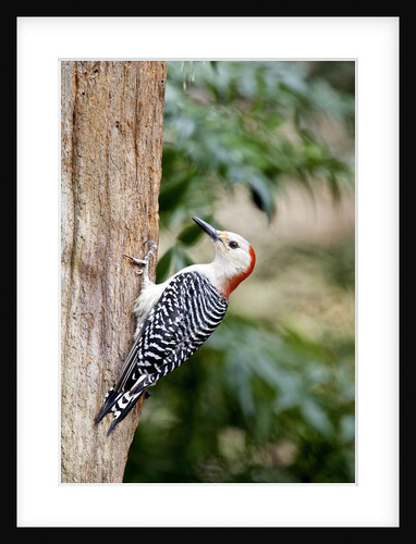 Red-bellied Woodpecker by Anonymous