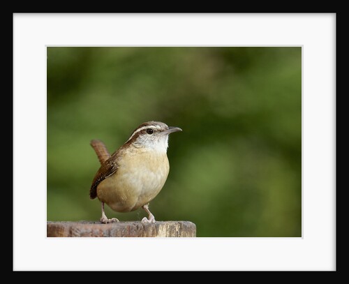 Carolina Wren by Anonymous