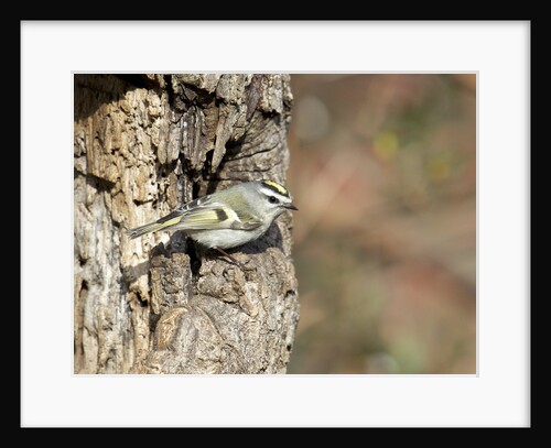 Golden-crowned Kinglet by Anonymous
