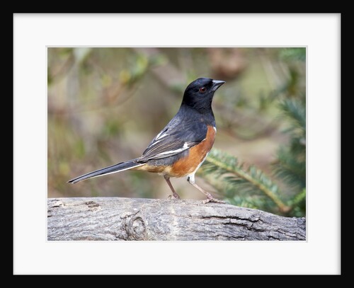 Rufous Towhee (Eastern Towhee) by Anonymous