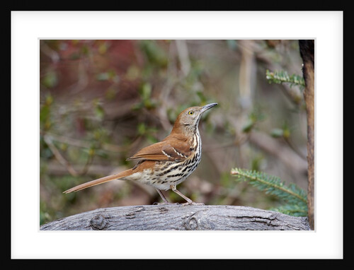 Brown Thrasher by Anonymous