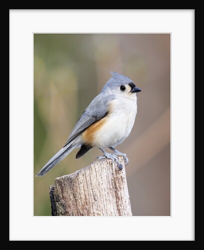 Tufted-Titmouse by Anonymous
