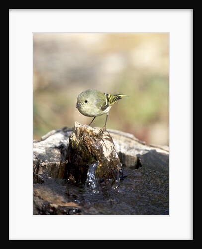 Ruby-crowned Kinglet by Anonymous