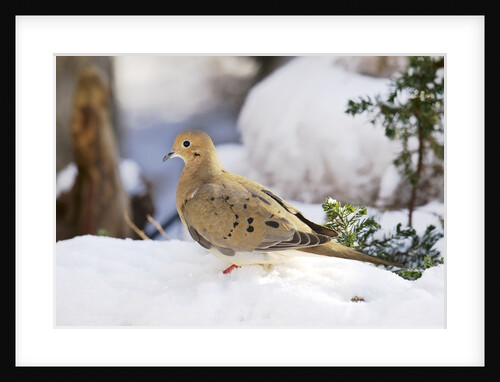 Mouring Dove by Anonymous