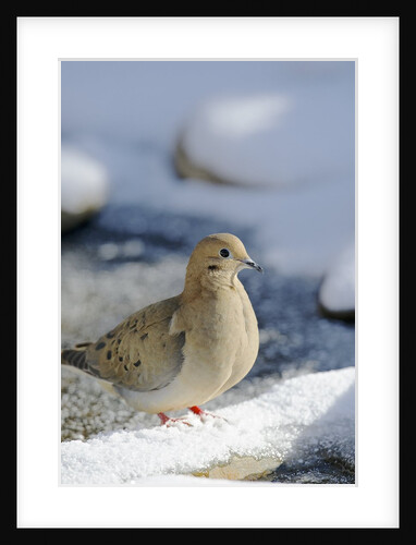 Mouring Dove by Anonymous