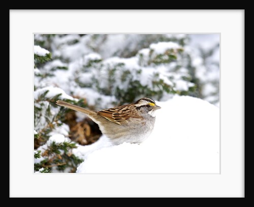 White-throated Sparrow by Anonymous