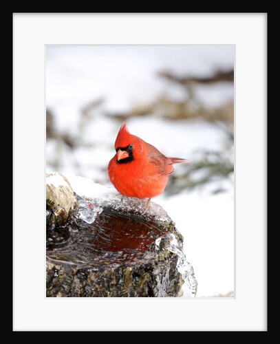 Northern Cardinal by Anonymous