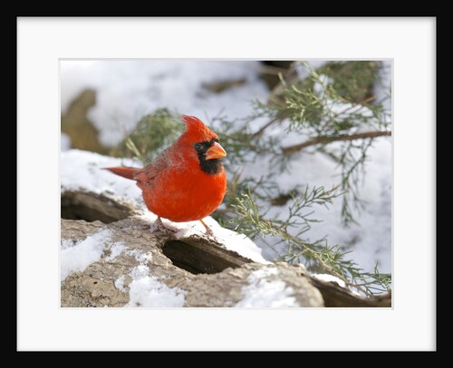 Northern Cardinal by Anonymous