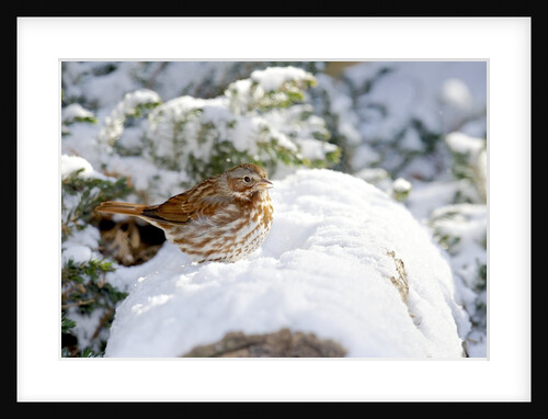 Fox Sparrow by Anonymous