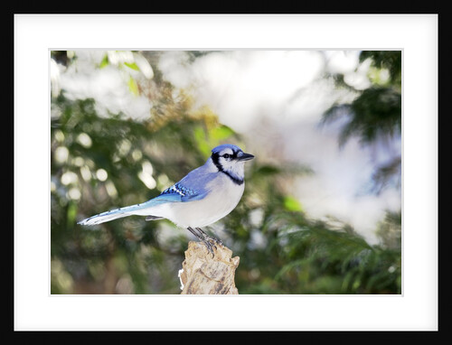 Blue Jay by Anonymous