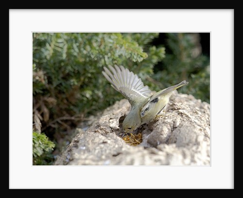 Ruby-crowned Kinglet by Anonymous