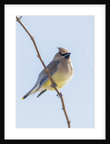 Cedar Waxwing by Anonymous
