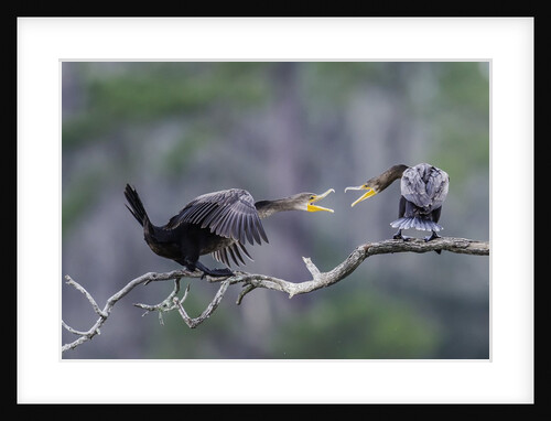 Double-crested Cormorant by Anonymous