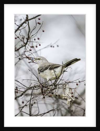 Northern Mockingbird by Anonymous