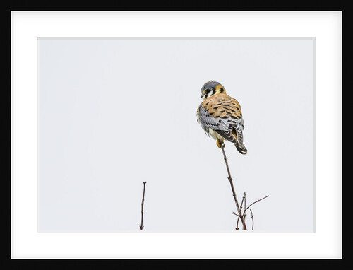 American Kestrel by Anonymous