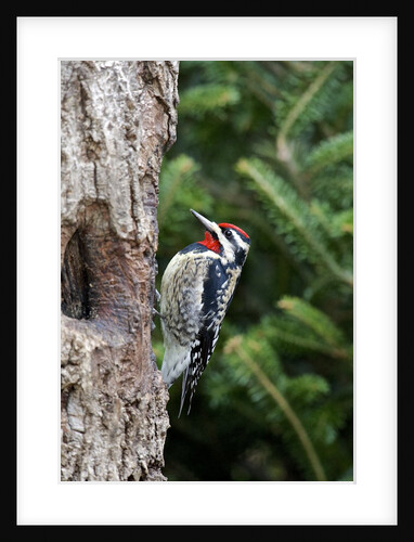 Yellow-bellied Sapsucker by Anonymous