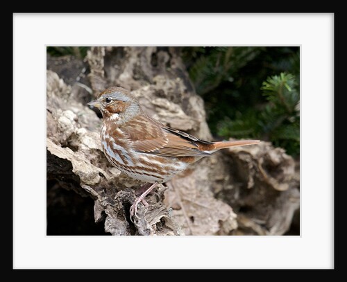 Fox Sparrow by Anonymous