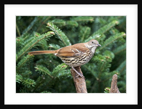 Brown Thrasher by Anonymous