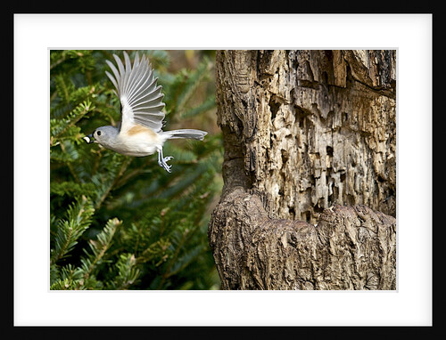 Tufted-Titmouse by Anonymous