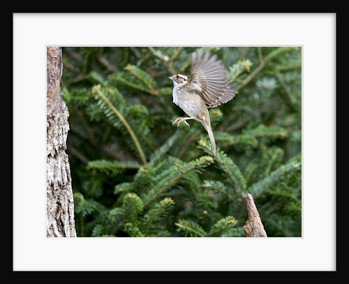White-throated Sparrow by Anonymous