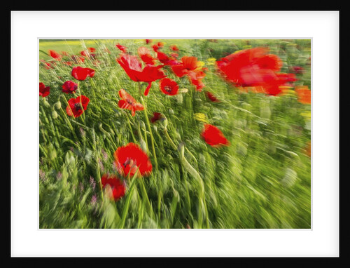 Massa Marittima by Anonymous