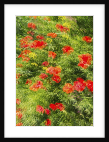 Massa Marittima by Anonymous