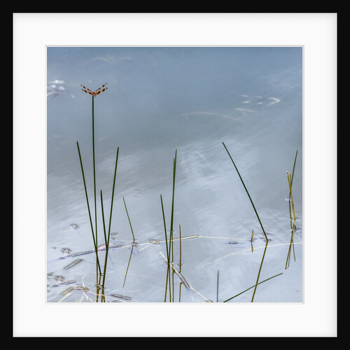 Wetlands reflections by Anonymous
