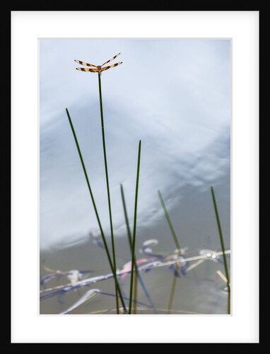 Dragonfly on grass stem by Anonymous